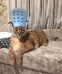 Floppa wearing a croc hat