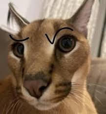 Floppa with drawn-on eyebrows looking curious