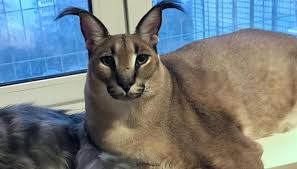 Big Floppa — Gregory the caracal cat