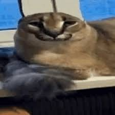 Floppa looking smug and content