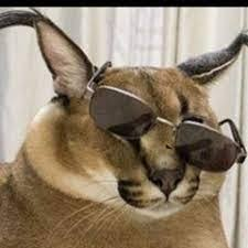 Floppa with sunglasses — the coolest pfp option