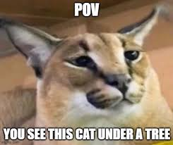 POV you see this cat under a tree meme